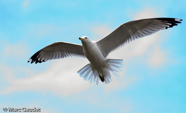 1/800 sec at f / 2.8