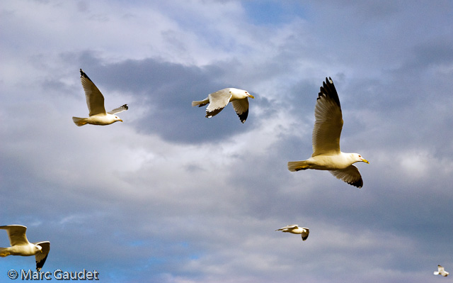 1/1600 sec at f / 6.3