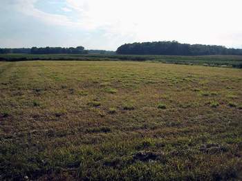 The field attached to the house!